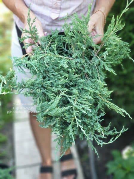 Ялівець горизонтальний Плюмоза (Juniperus horizontalis Plumosa) ФОТО Розплідник рослин Природа (1)