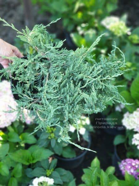 Ялівець горизонтальний Плюмоза (Juniperus horizontalis Plumosa) ФОТО Розплідник рослин Природа (2)