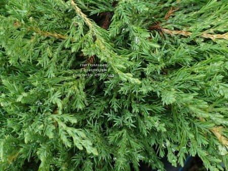 Ялівець горизонтальний Плюмоза (Juniperus horizontalis Plumosa) ФОТО Розплідник рослин Природа (3)