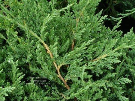 Можжевельник горизонтальный Плюмоза (Juniperus horizontalis Plumosa) ФОТО Питомник растений Природа (4)