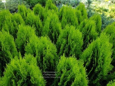 Туя східна Ауреа Нана (Thuja orientalis Aurea Nana) ФОТО Розплідник рослин Природа (2)