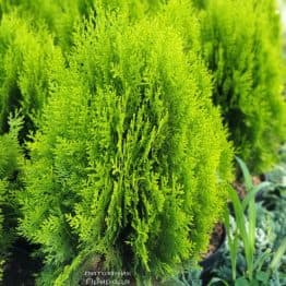 Туя восточная Ауреа Нана (Thuja orientalis Aurea Nana) ФОТО Питомник растений Природа (3)