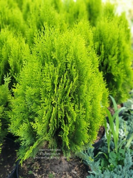 Туя східна Ауреа Нана (Thuja orientalis Aurea Nana) ФОТО Розплідник рослин Природа (3)