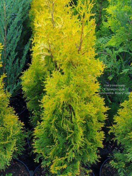 Туя западная Янтарь (Thuja occidentalis Jantar) ФОТО Питомник растений Природа (1)