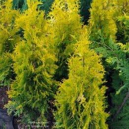 Туя західна Янтар (Thuja occidentalis Jantar) ФОТО Розплідник рослин Природа (2)