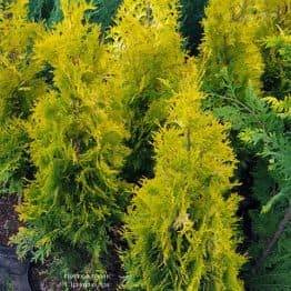 Туя западная Янтарь (Thuja occidentalis Jantar) ФОТО Питомник растений Природа (2)