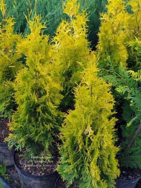 Туя западная Янтарь (Thuja occidentalis Jantar) ФОТО Питомник растений Природа (2)