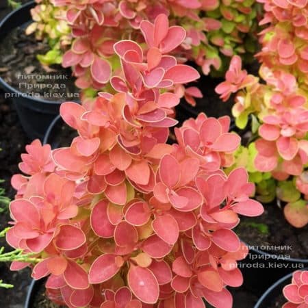 Барбарис Тунберга Оранж Айс (Berberis thunbergii Orange Ace) ФОТО Розплідник рослин Природа (3)