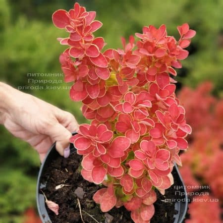 Барбарис Тунберга Оранж Айс (Berberis thunbergii Orange Ace) ФОТО Розплідник рослин Природа (4)