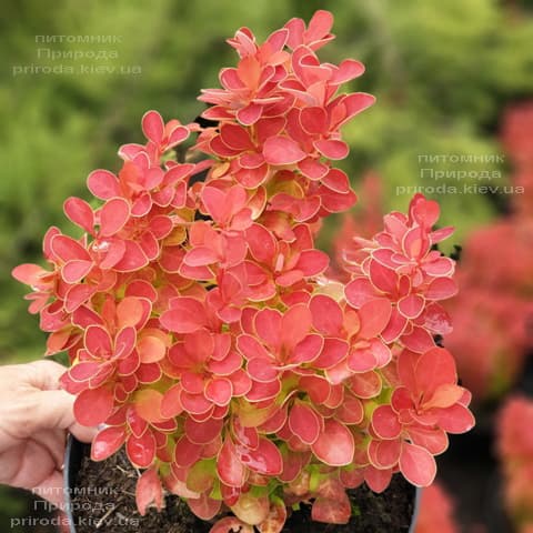 Барбарис Тунберга Оранж Айс (Berberis thunbergii Orange Ace) ФОТО Розплідник рослин Природа (5)