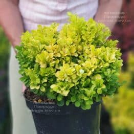 Барбарис Тунберга Тіні Голд (Berberis thunbergii Tiny Gold) ФОТО Розплідник рослин Природа (1)