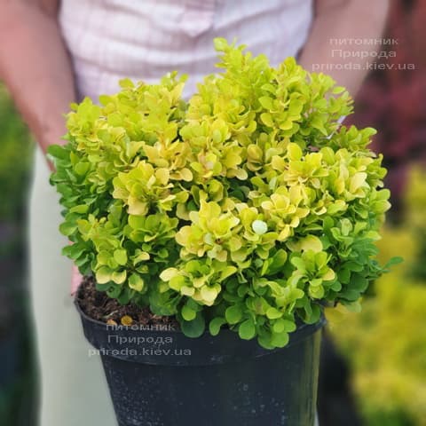 Барбарис Тунберга Тіні Голд (Berberis thunbergii Tiny Gold) ФОТО Розплідник рослин Природа (1)