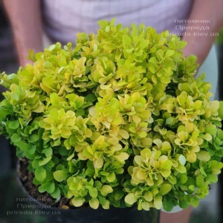 Барбарис Тунберга Тіні Голд (Berberis thunbergii Tiny Gold) ФОТО Розплідник рослин Природа (2)