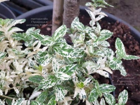 Бересклет Форчуна Арлекин (Euonymus fortunei Harlequin) ФОТО Питомник растений Природа (1)