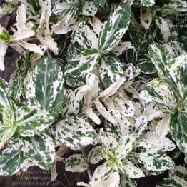 Бересклет Форчун Арлекін (Euonymus fortunei Harlequin) ФОТО Розплідник рослин Природа (4)