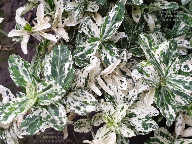 Бересклет Форчун Арлекін (Euonymus fortunei Harlequin) ФОТО Розплідник рослин Природа (4)