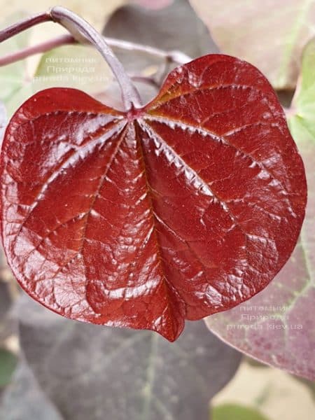 Церцис канадський Форест Панси (Cercis canadensis Forest Pansy) ФОТО Розплідник рослин Природа (1)