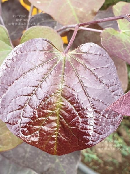 Церцис канадский Форест Панси (Cercis canadensis Forest Pansy) ФОТО Питомник растений Природа (2)