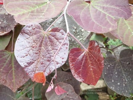 Церцис канадський Форест Панси (Cercis canadensis Forest Pansy) ФОТО Розплідник рослин Природа (5)