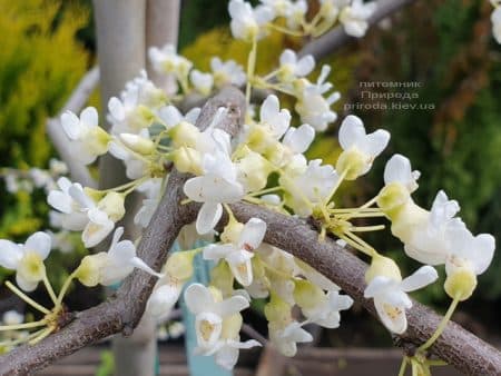 Церцис канадський Ванилла Твіст (Cercis canadensis Vanilla Twist) ФОТО Розплідник рослин Природа (1)