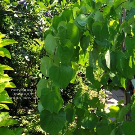 Церцис канадский Ванилла Твист (Cercis canadensis Vanilla Twist) ФОТО Питомник растений Природа (10)
