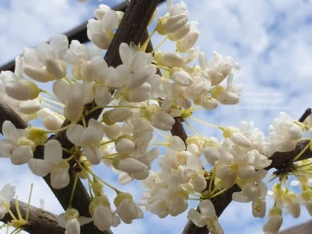 Церцис канадский Ванилла Твист (Cercis canadensis Vanilla Twist) ФОТО Питомник растений Природа (2)