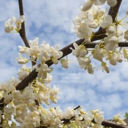 Церцис канадский Ванилла Твист (Cercis canadensis Vanilla Twist) ФОТО Питомник растений Природа (3)