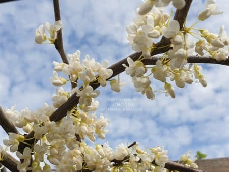 Церцис канадский Ванилла Твист (Cercis canadensis Vanilla Twist) ФОТО Питомник растений Природа (3)