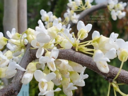 Церцис канадський Ванилла Твіст (Cercis canadensis Vanilla Twist) ФОТО Розплідник рослин Природа (4)