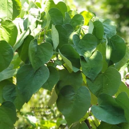 Церцис канадский Ванилла Твист (Cercis canadensis Vanilla Twist) ФОТО Питомник растений Природа (5)