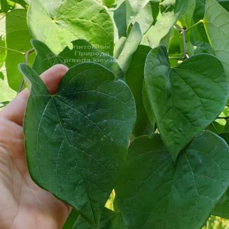 Церцис канадський Ванилла Твіст (Cercis canadensis Vanilla Twist) ФОТО Розплідник рослин Природа (6)