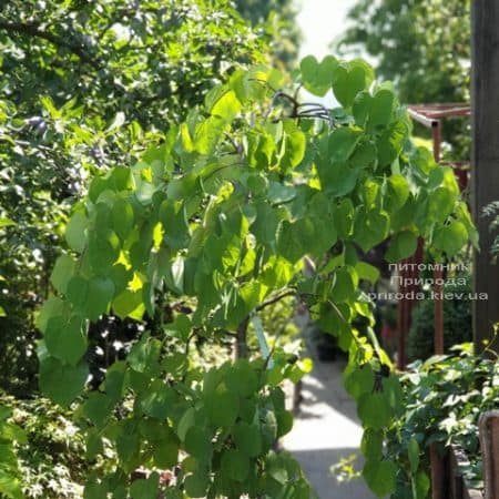 Церцис канадський Ванилла Твіст (Cercis canadensis Vanilla Twist) ФОТО Розплідник рослин Природа (7)