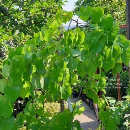 Церцис канадський Ванилла Твіст (Cercis canadensis Vanilla Twist) ФОТО Розплідник рослин Природа (9)