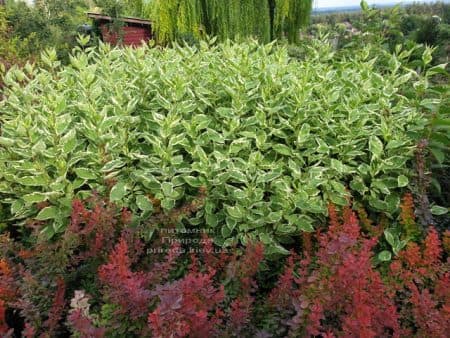 Дерен білий Елегантіссіма (Cornus alba Elegantissima) ФОТО Розплідник рослин Природа (12)