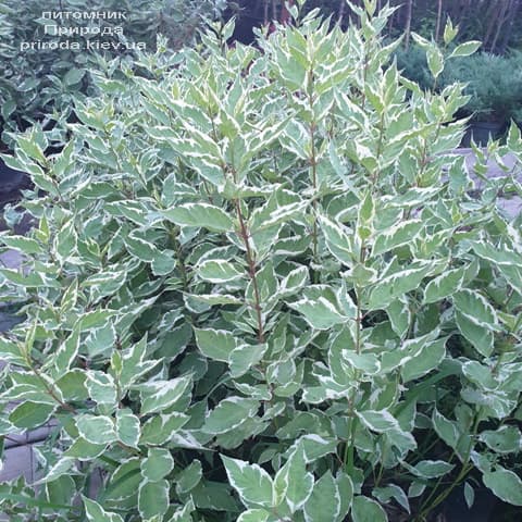 Дерен белый Элегантиссима (Cornus alba Elegantissima) ФОТО Питомник растений Природа (9)