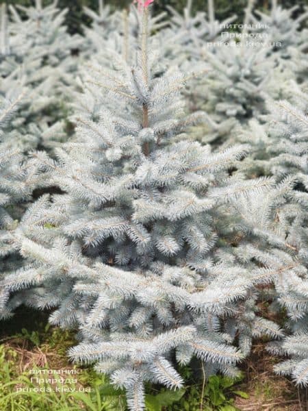 Ель голубая Блю Диамонд (Picea pungens Blue Diamond) ФОТО Питомник растений Природа (21)