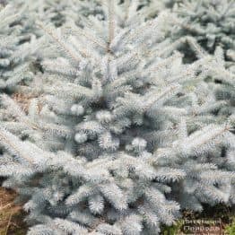 Ель голубая Блю Диамонд (Picea pungens Blue Diamond) ФОТО Питомник растений Природа (22)