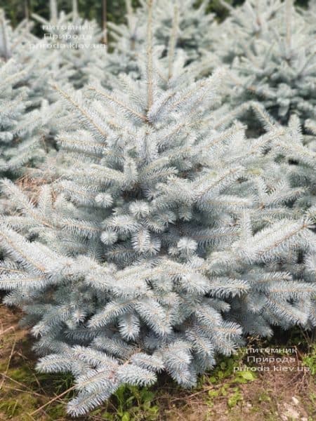 Ель голубая Блю Диамонд (Picea pungens Blue Diamond) ФОТО Питомник растений Природа (22)