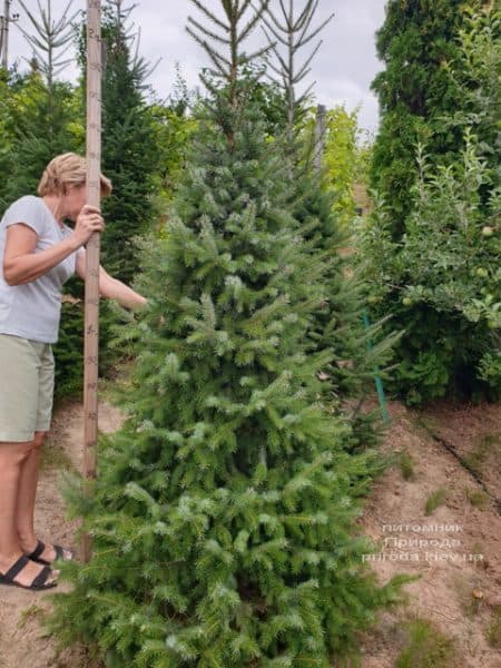 Ель Сербская (Picea omorica) ФОТО Питомник растений Природа