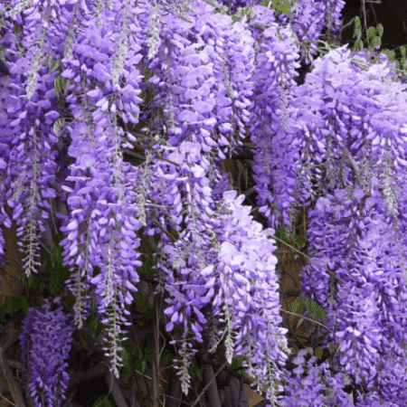 Гліцинія Блю Мун (Wisteria Blue Moon) ФОТО Розплідник рослин Природа (1)