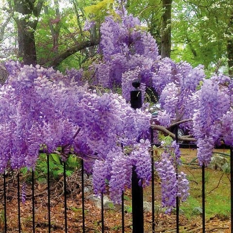 Гліцинія Блю Мун (Wisteria Blue Moon) ФОТО Розплідник рослин Природа (2)