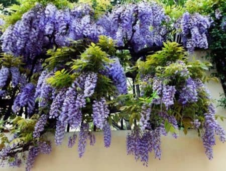 Глициния Блю Мун (Wisteria Blue Moon) ФОТО Питомник растений Природа (3)