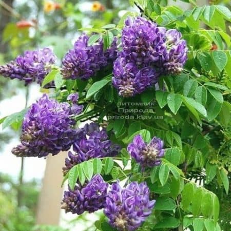 Гліцинія чагарникова Лонгвуд Перпл (Wisteria Frutescens Longwood Purple) ФОТО Розплідник рослин Природа (1)