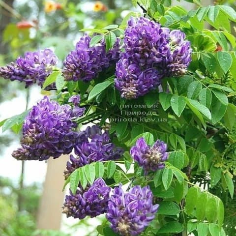 Глициния кустарниковая Лонгвуд Пэрпл (Wisteria Frutescens Longwood Purple) ФОТО Питомник растений Природа (1)