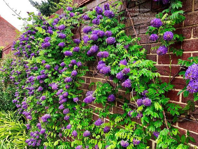 Глициния кустарниковая Лонгвуд Пэрпл (Wisteria Frutescens Longwood Purple) ФОТО Питомник растений Природа (2)