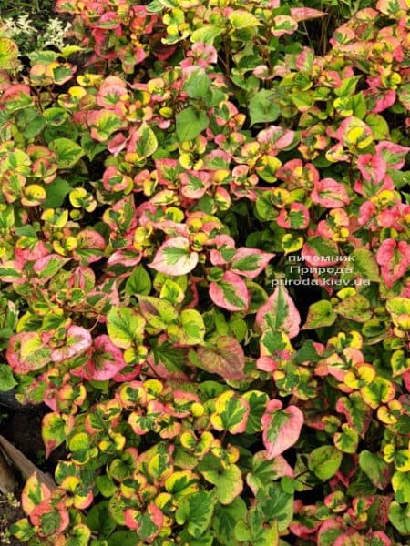 Хауттюйнія серцеподібна Хамелеон (Houttuynia cordata Chameleon) ФОТО Розплідник рослин Природа (6)