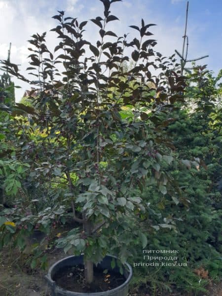 Яблуня декоративна Роялті (Malus Royalty) ФОТО Розплідник рослин Природа (16)