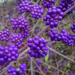 Калікарпа Бодіньєра Профьюжн Красивоплідник (Callicarpa bodinieri) ФОТО Розплідник рослин Природа (1)