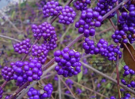 Каликарпа Бодиньера Профьюжн Красивоплодник (Callicarpa bodinieri) ФОТО Питомник растений Природа (1)