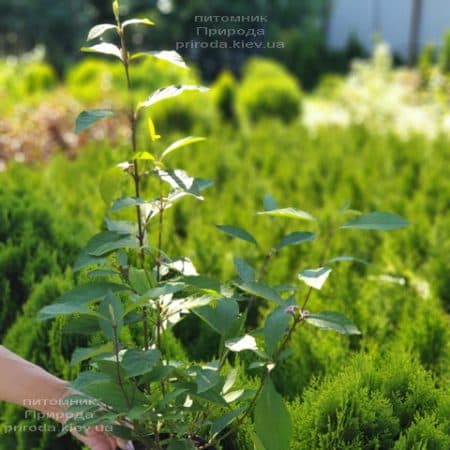 Калікарпа Бодіньєра Профьюжн Красивоплідник (Callicarpa bodinieri) ФОТО Розплідник рослин Природа (3)